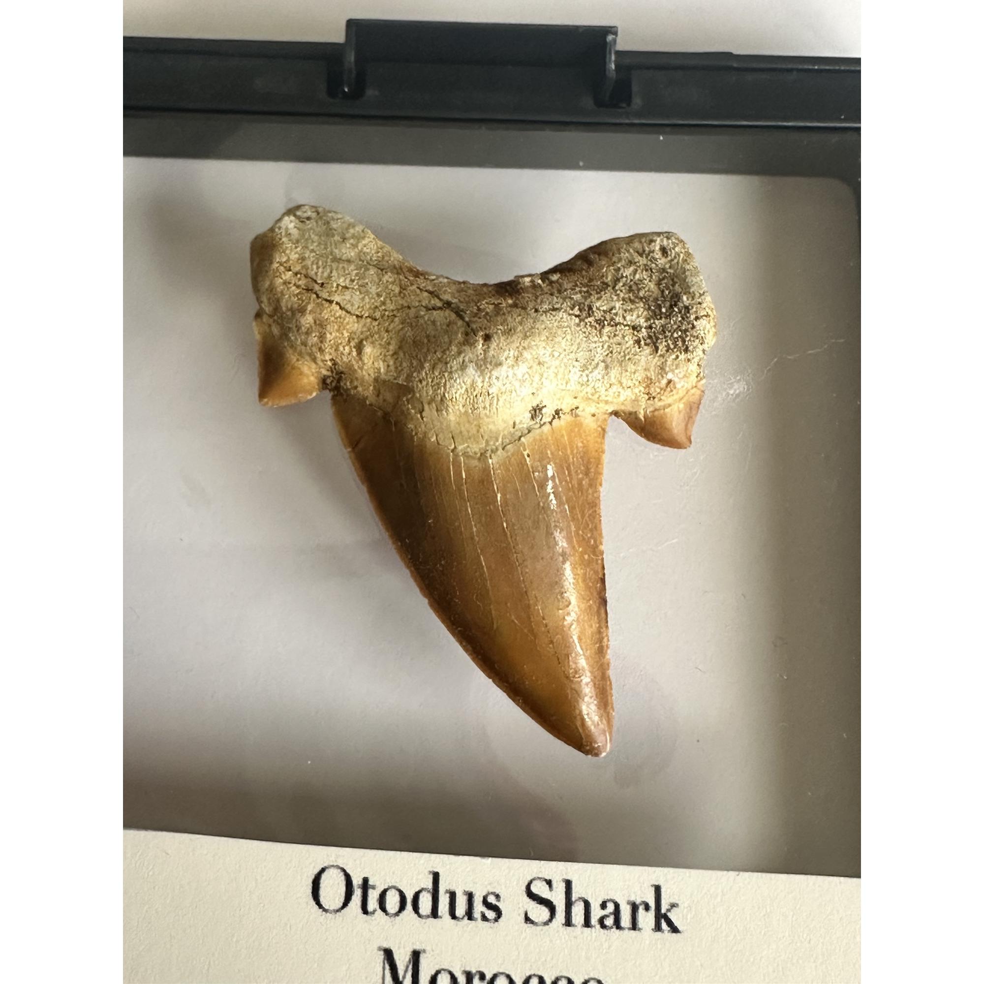 Otodus shark tooth, free 3d display Prehistoric Online