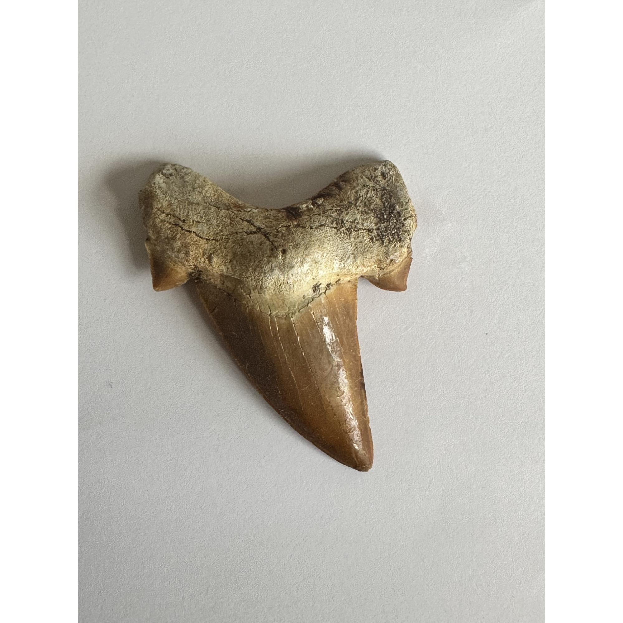 Otodus shark tooth, free 3d display Prehistoric Online