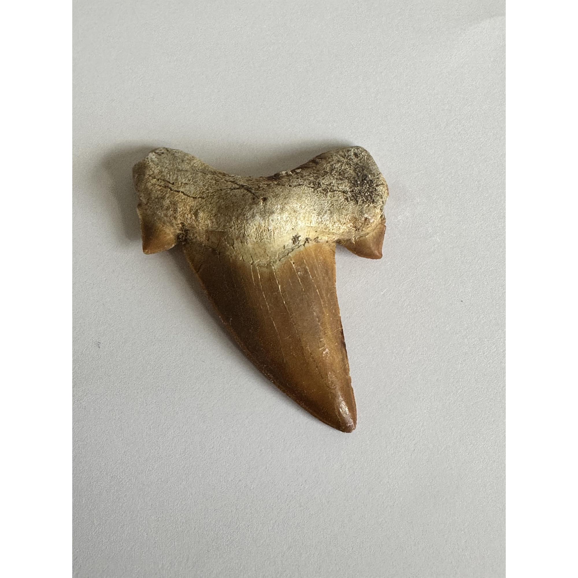 Otodus shark tooth, free 3d display Prehistoric Online