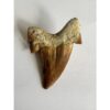 Otodus shark tooth, free 3d display Prehistoric Online