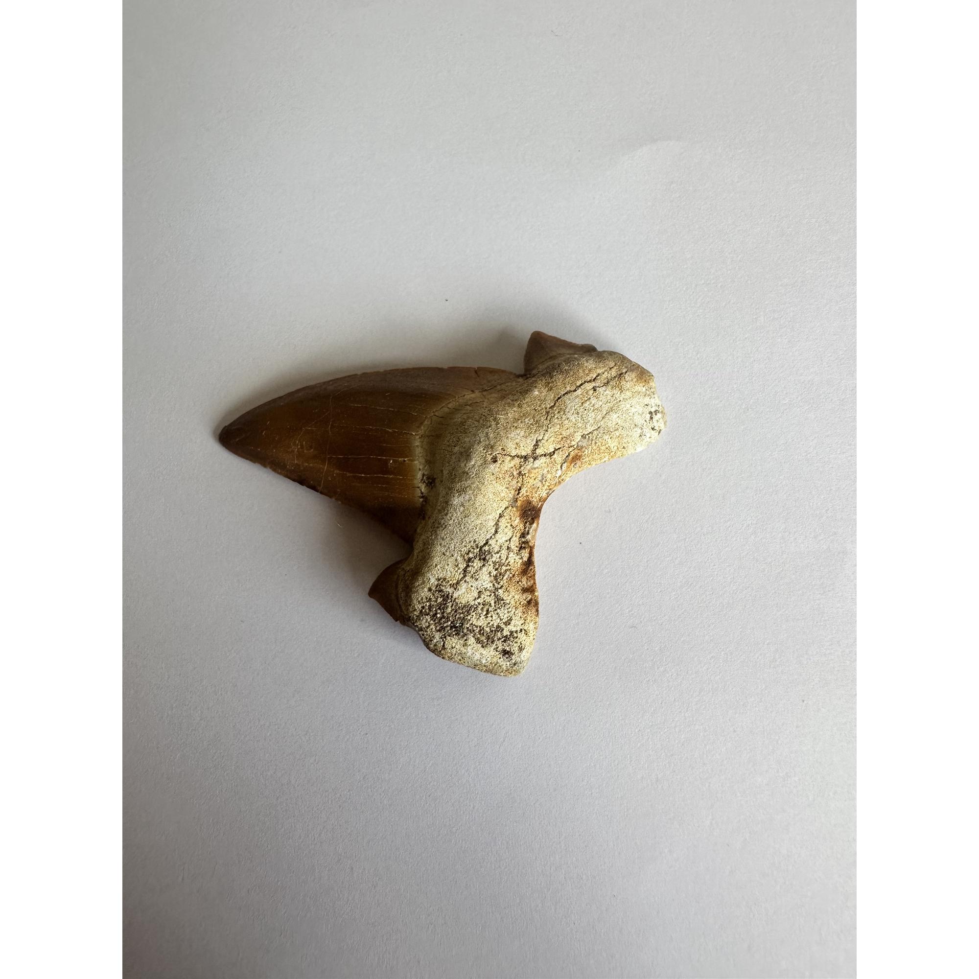 Otodus shark tooth, free 3d display Prehistoric Online