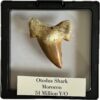 Otodus shark tooth, free 3d display Prehistoric Online