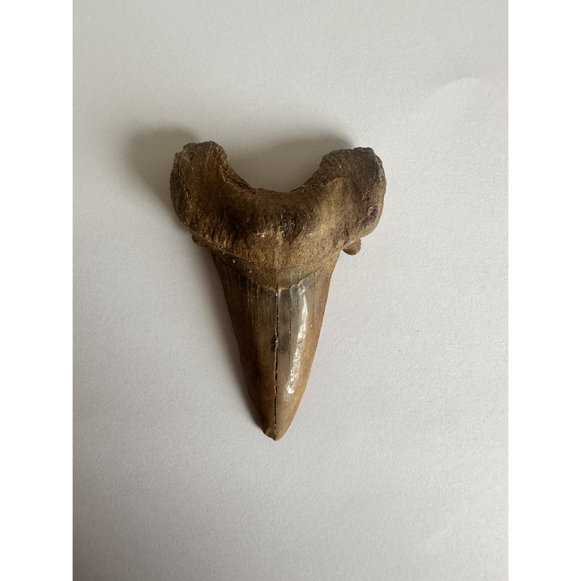 Otodus shark tooth, free 3d display Prehistoric Online