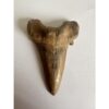 Otodus shark tooth, free 3d display Prehistoric Online