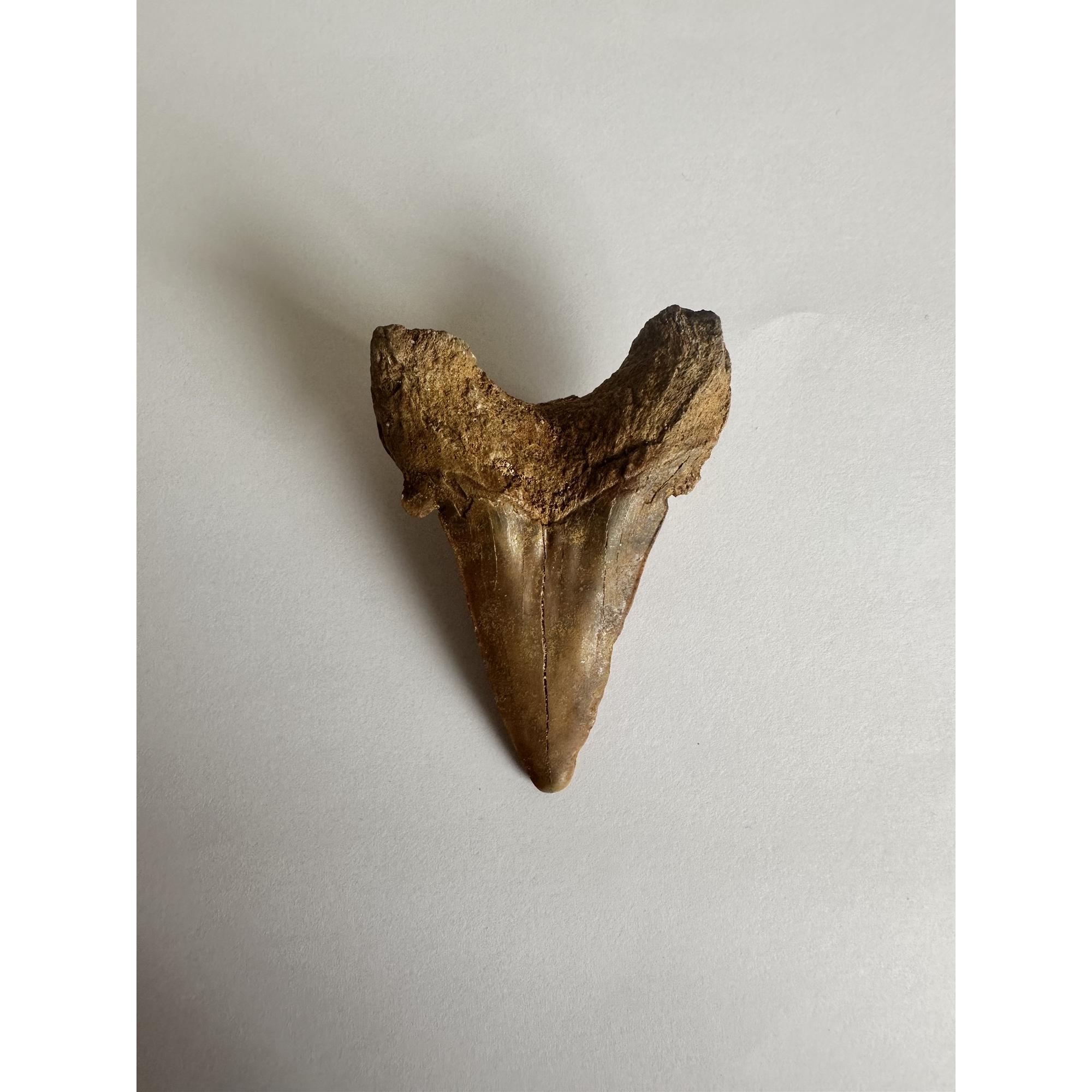 Otodus shark tooth, free 3d display Prehistoric Online