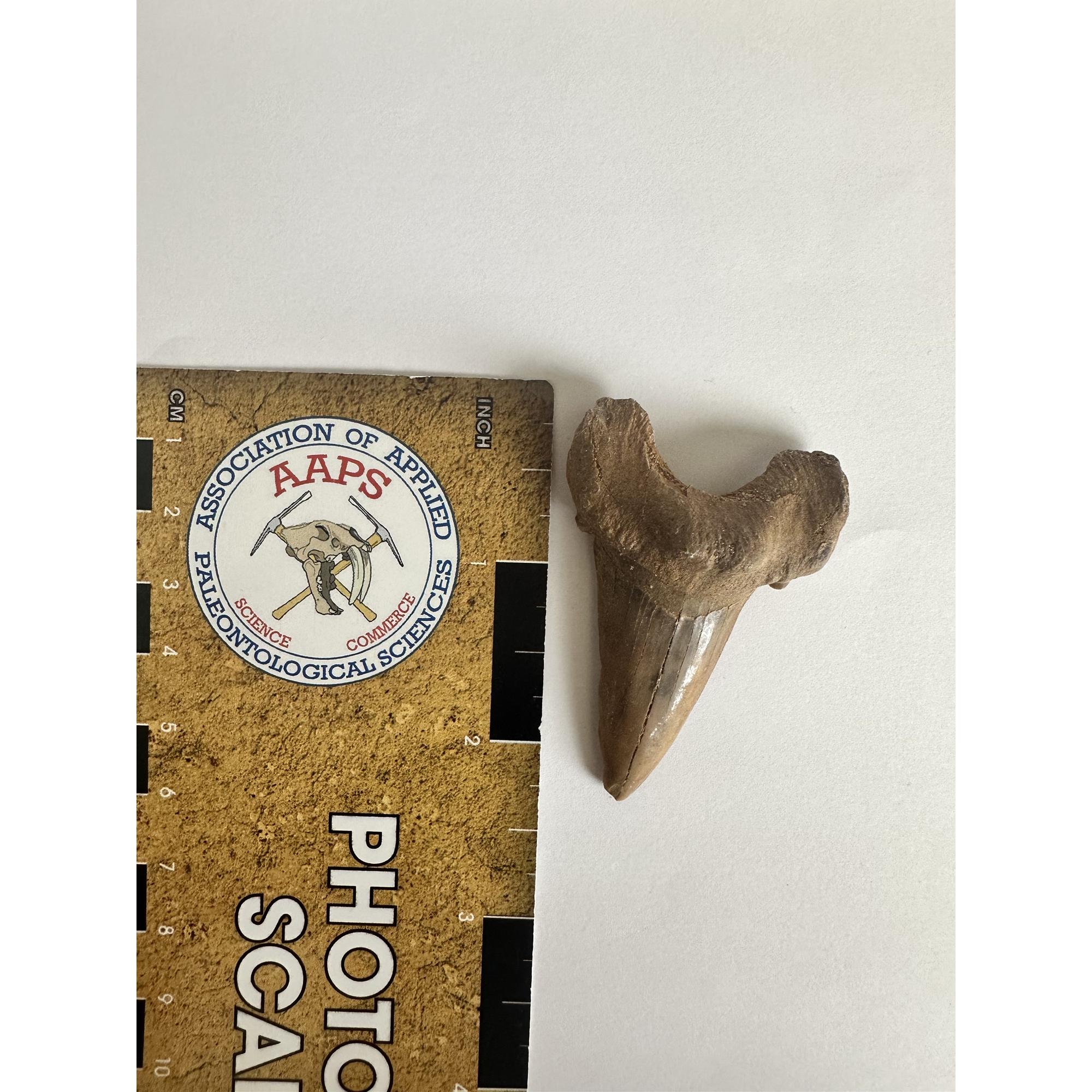 Otodus shark tooth, free 3d display Prehistoric Online