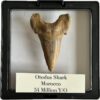 Otodus shark tooth, free 3d display Prehistoric Online