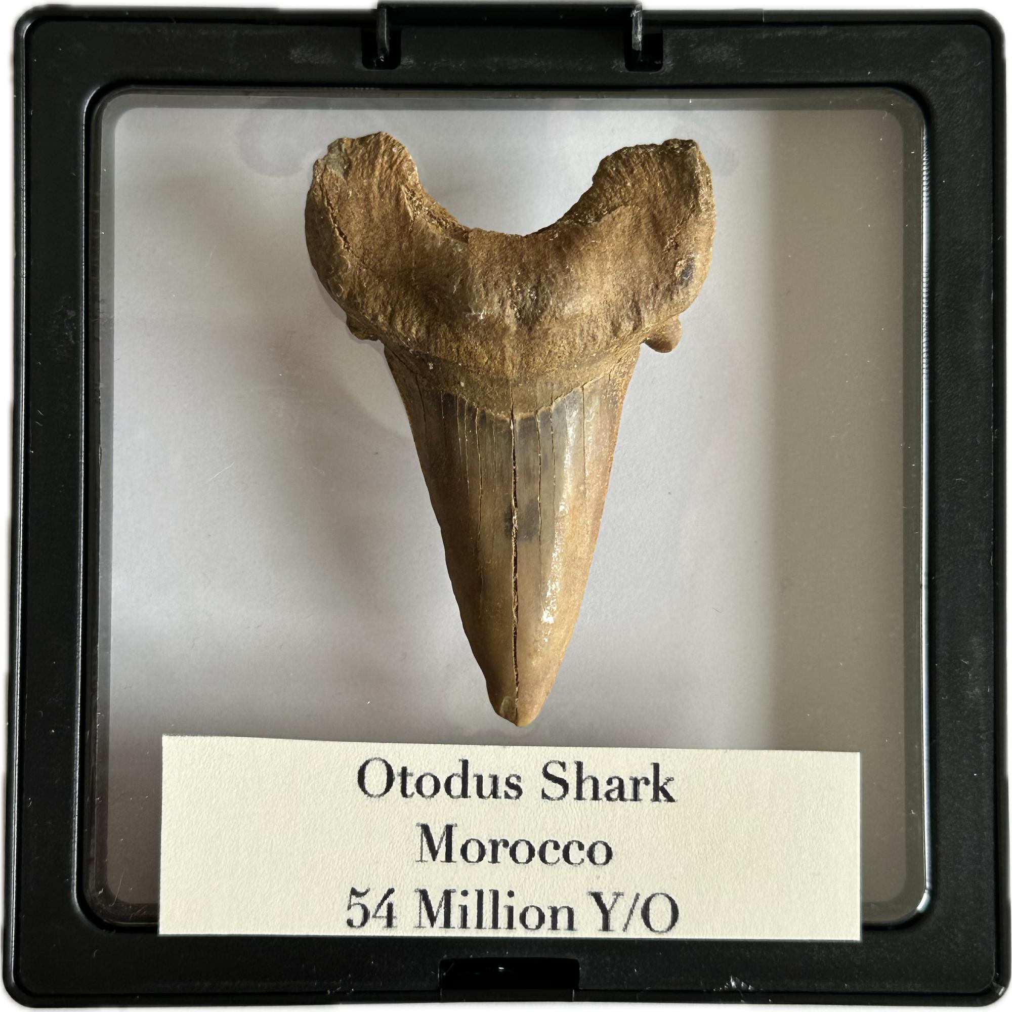 Otodus shark tooth, free 3d display Prehistoric Online