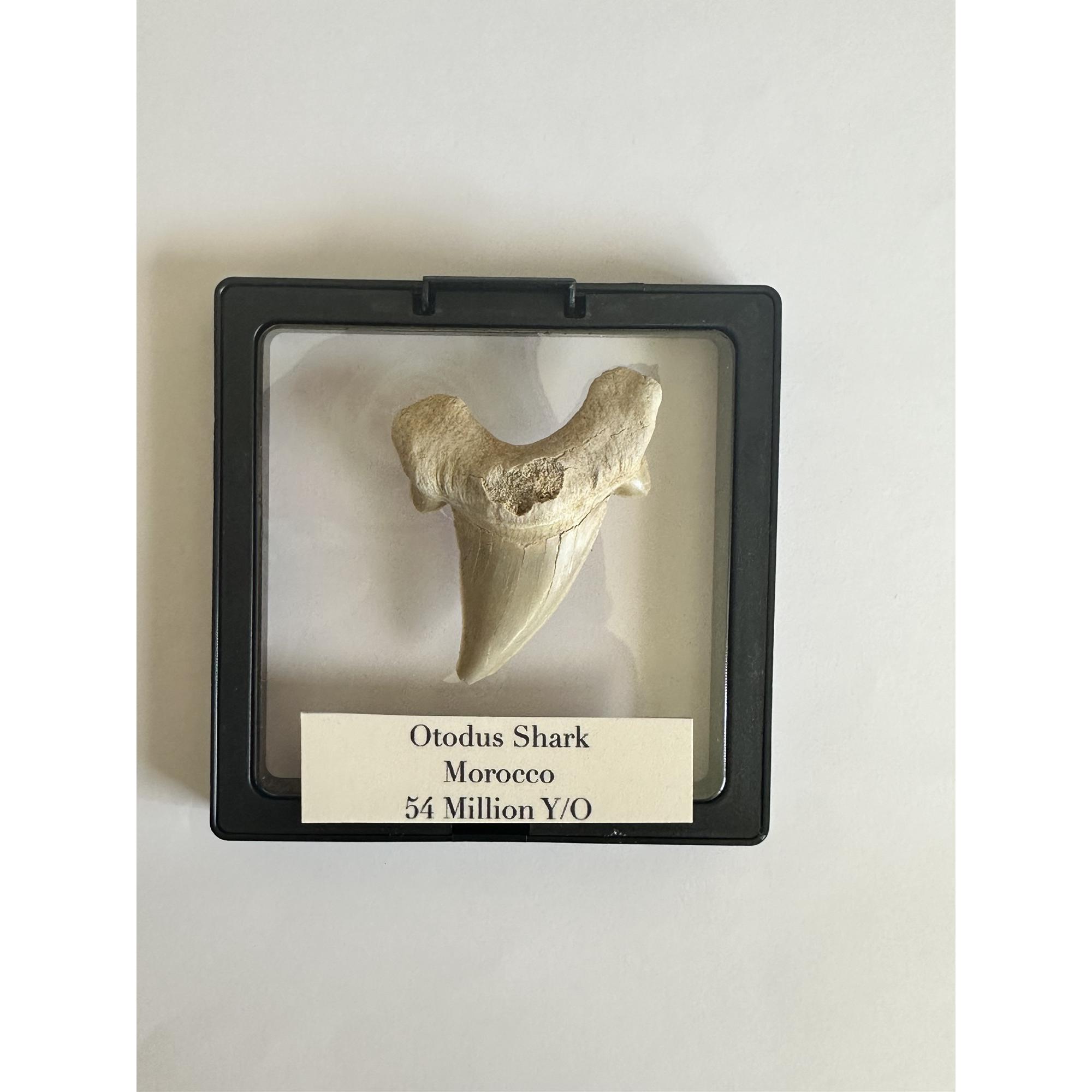 Otodus shark tooth, free 3d display Prehistoric Online