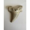 Otodus shark tooth, free 3d display Prehistoric Online