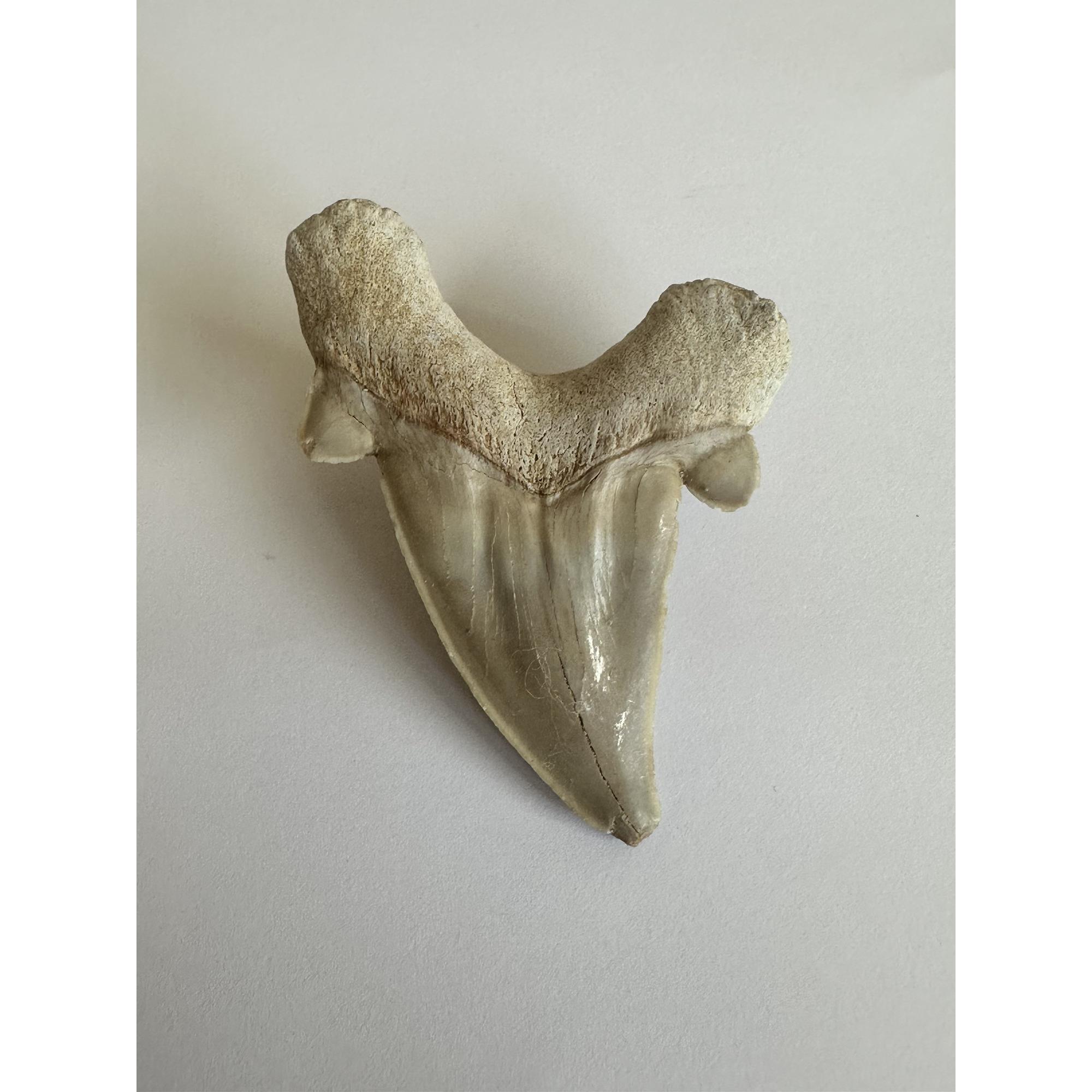 Otodus shark tooth, free 3d display Prehistoric Online