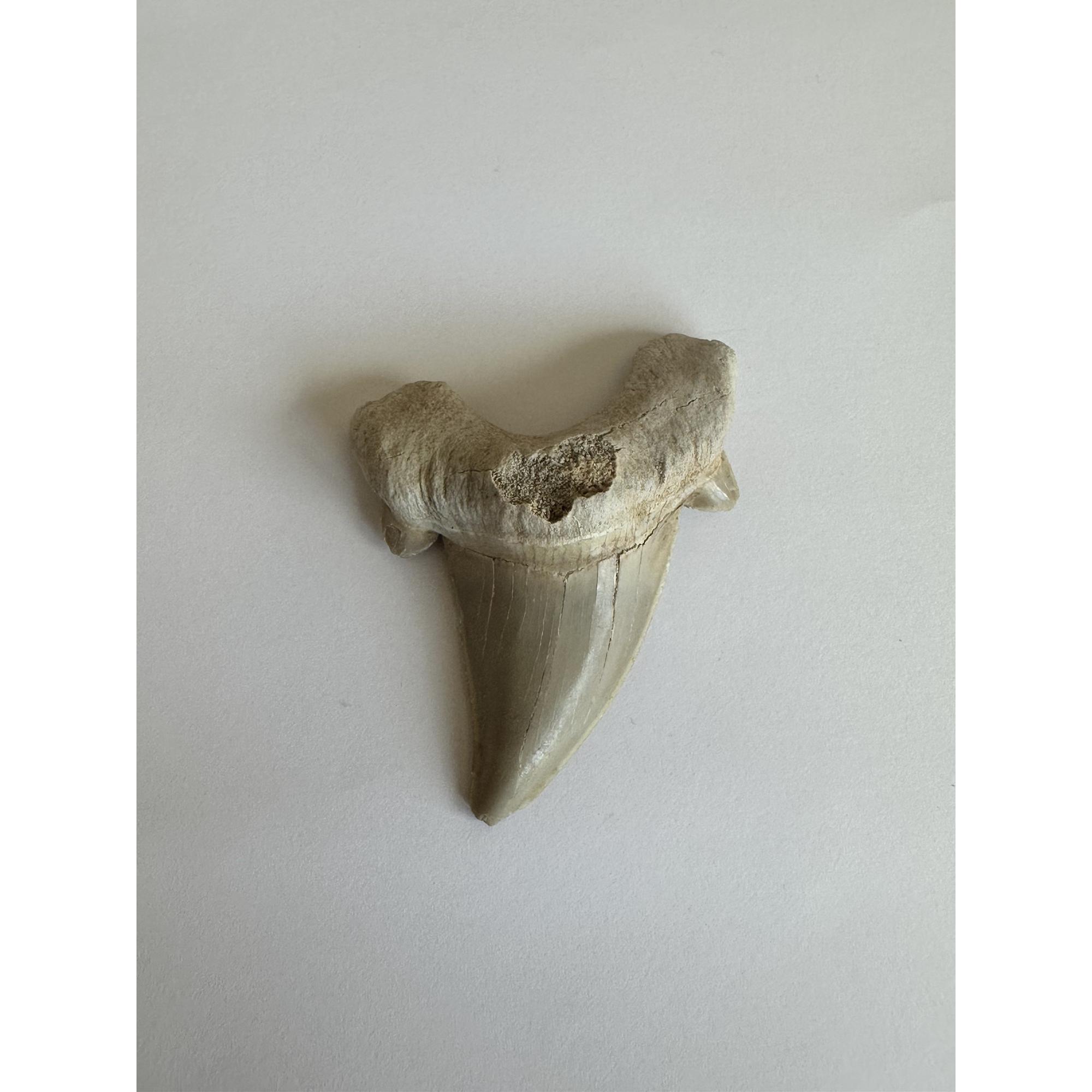 Otodus shark tooth, free 3d display Prehistoric Online