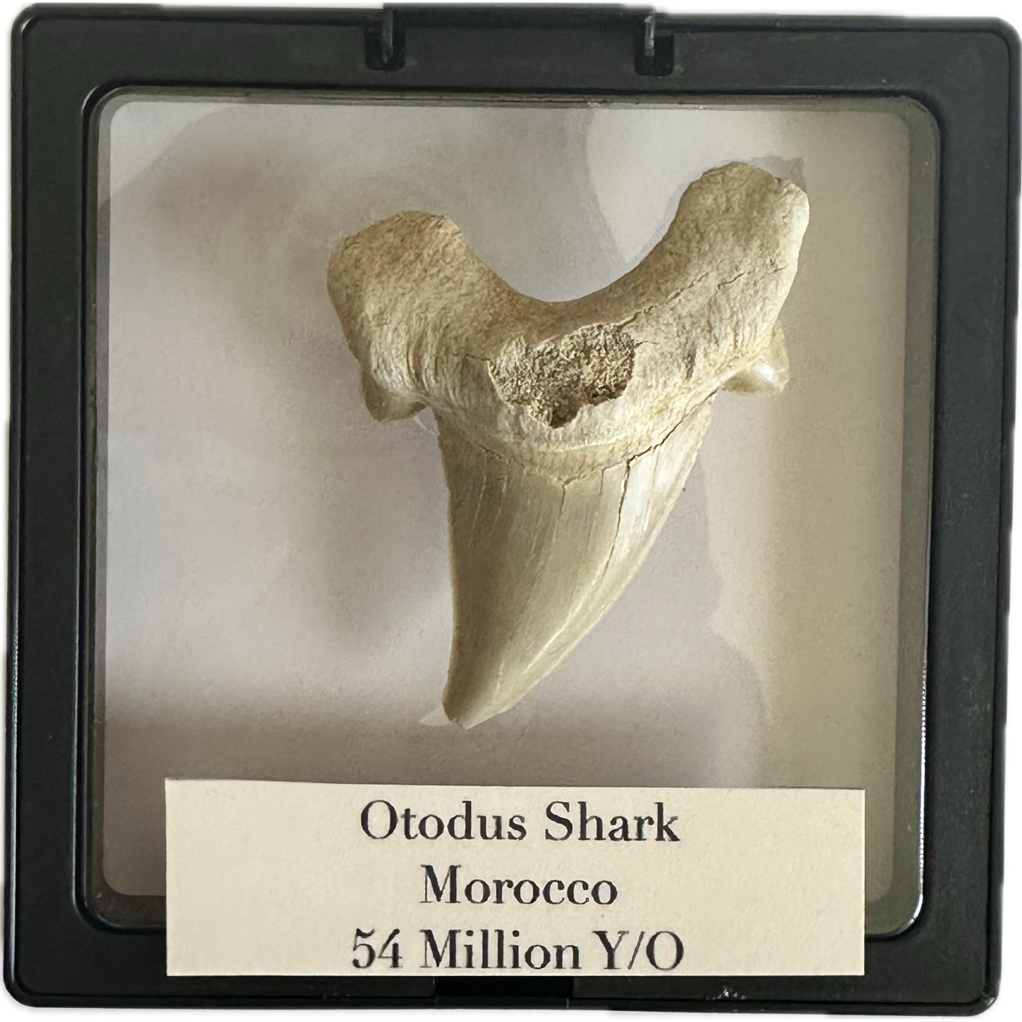 Otodus shark tooth, free 3d display Prehistoric Online