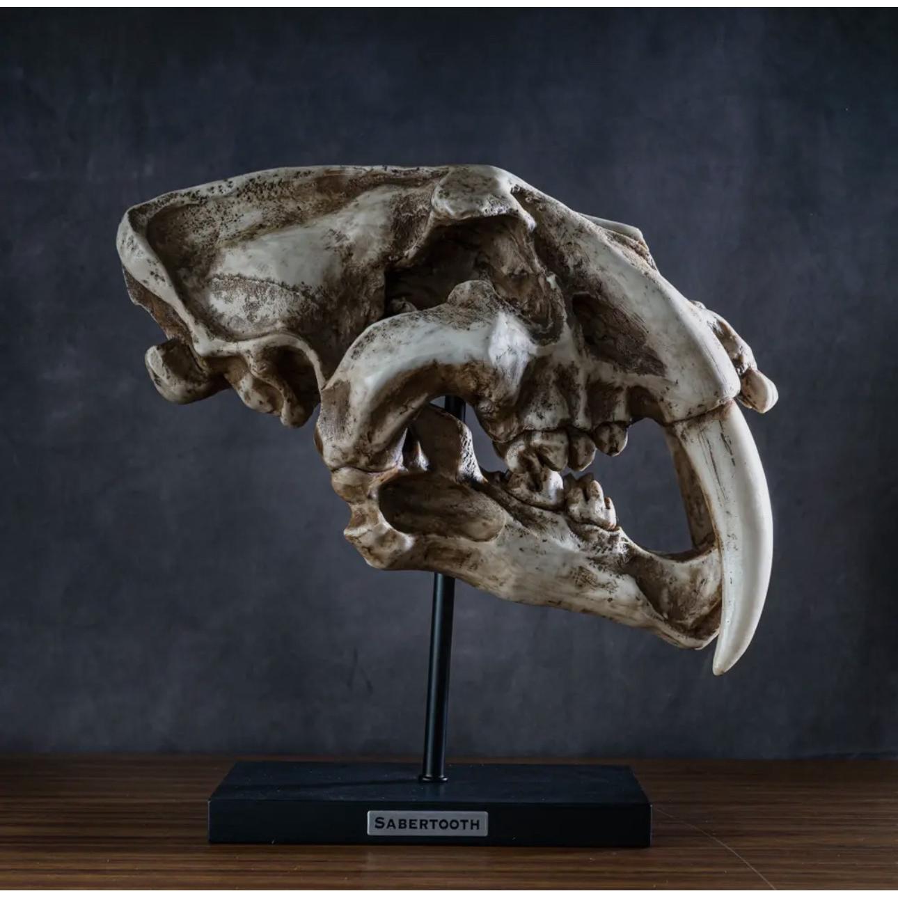 Saber Cat Skull Replica on custom stand Prehistoric Online