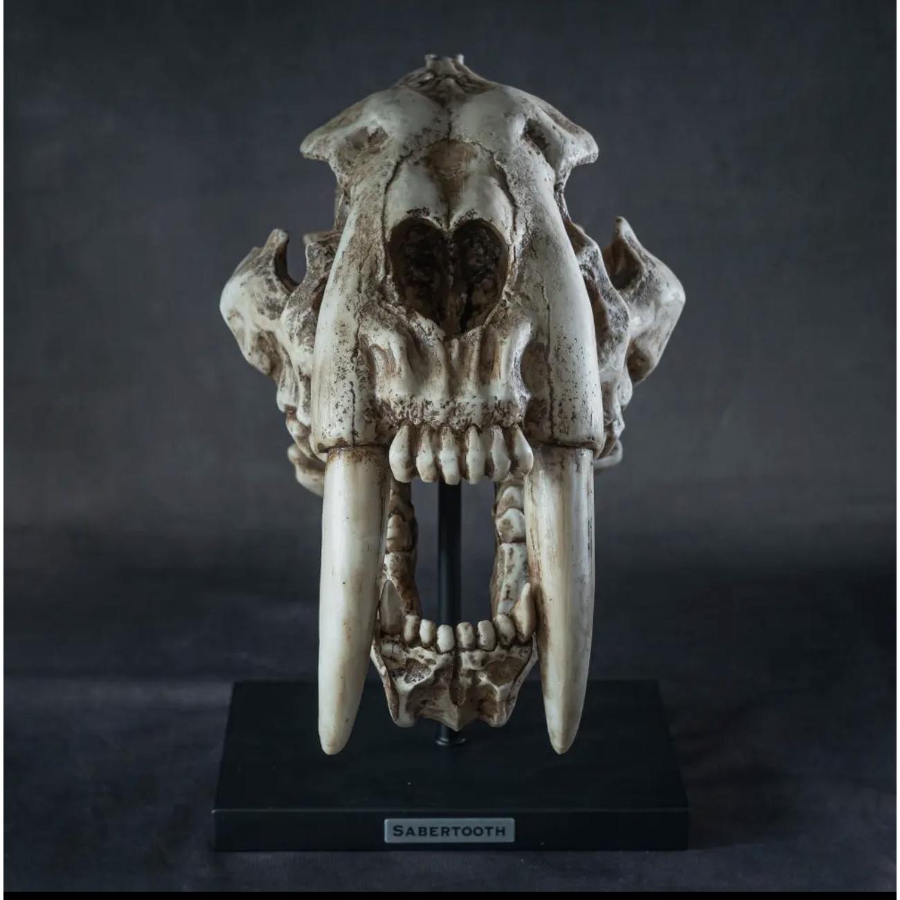 Saber Cat Skull Replica on custom stand Prehistoric Online