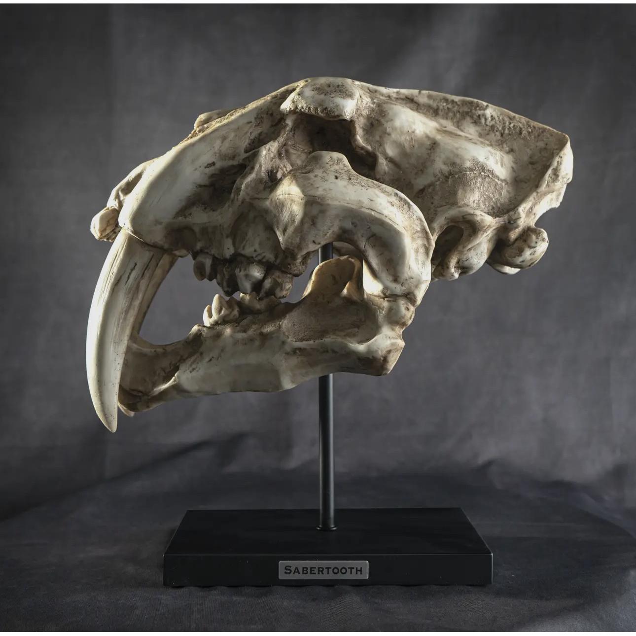 Saber Cat Skull Replica on custom stand Prehistoric Online