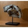 Saber Cat Skull Replica on custom stand Prehistoric Online