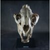 Cave Lion Skull Replica on custom stand Prehistoric Online