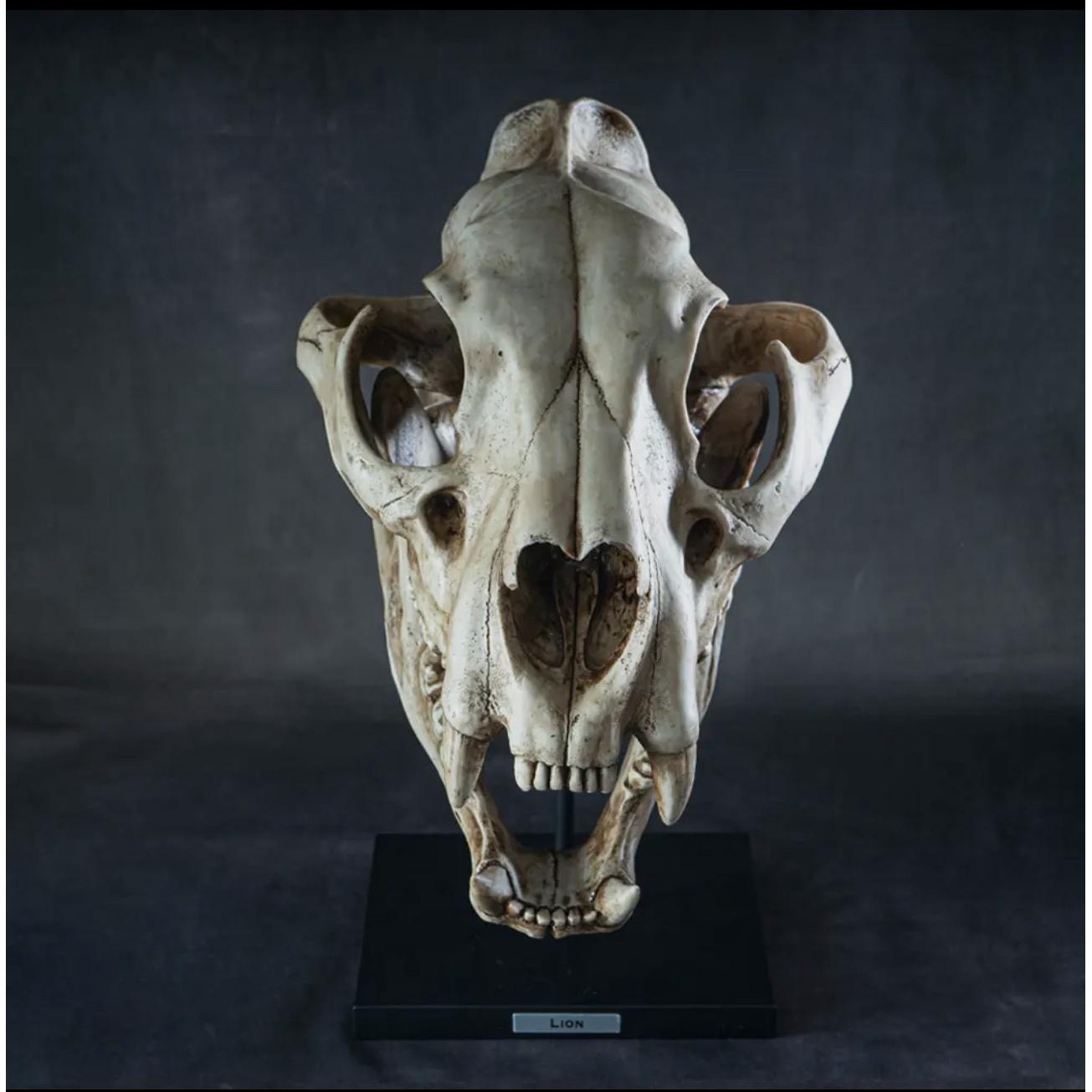 Cave Lion Skull Replica on custom stand Prehistoric Online