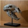 Cave Lion Skull Replica on custom stand Prehistoric Online