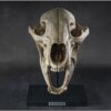 Black Bear Skull Replica on custom stand Prehistoric Online