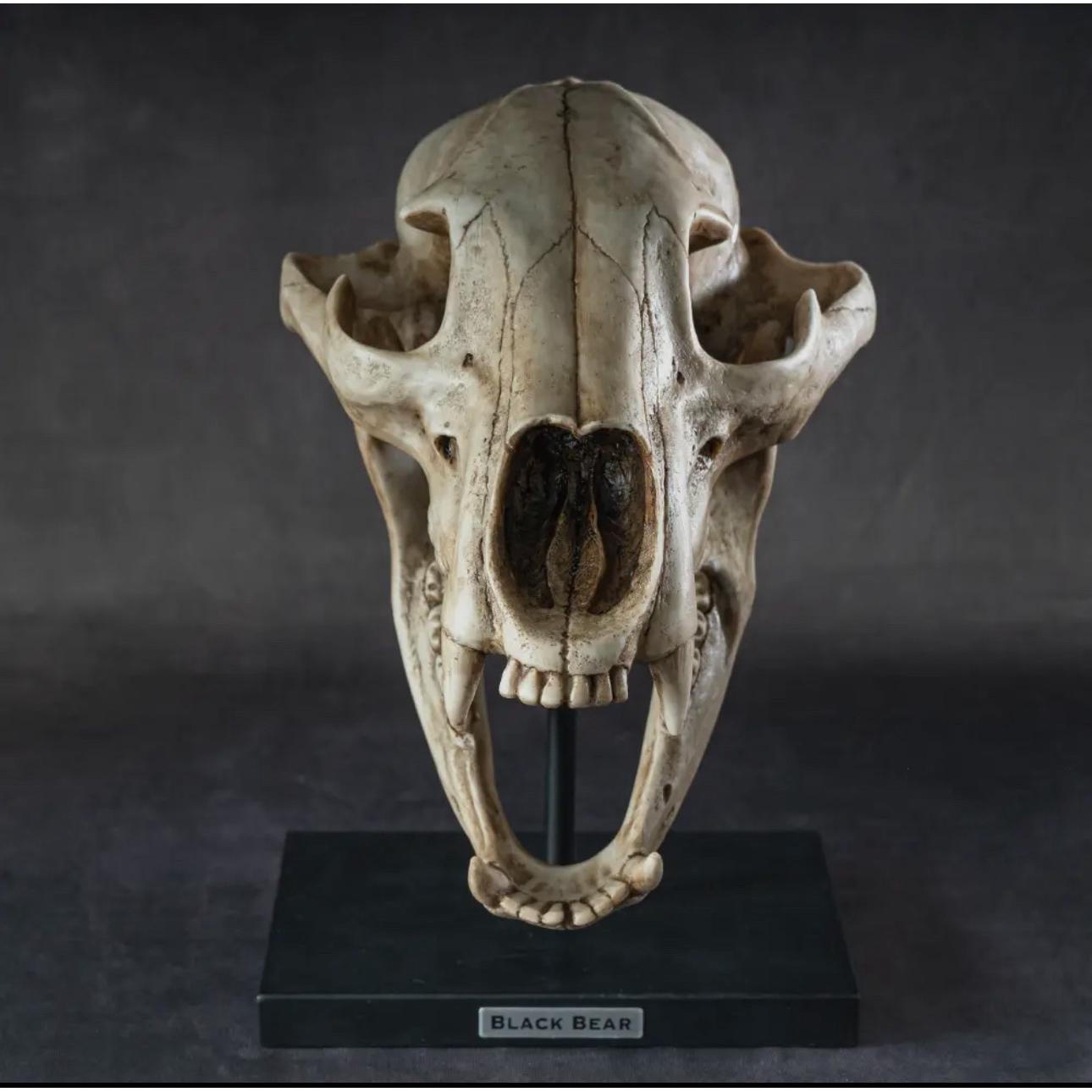 Black Bear Skull Replica on custom stand Prehistoric Online