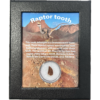 Raptor tooth, riker box display Prehistoric Online