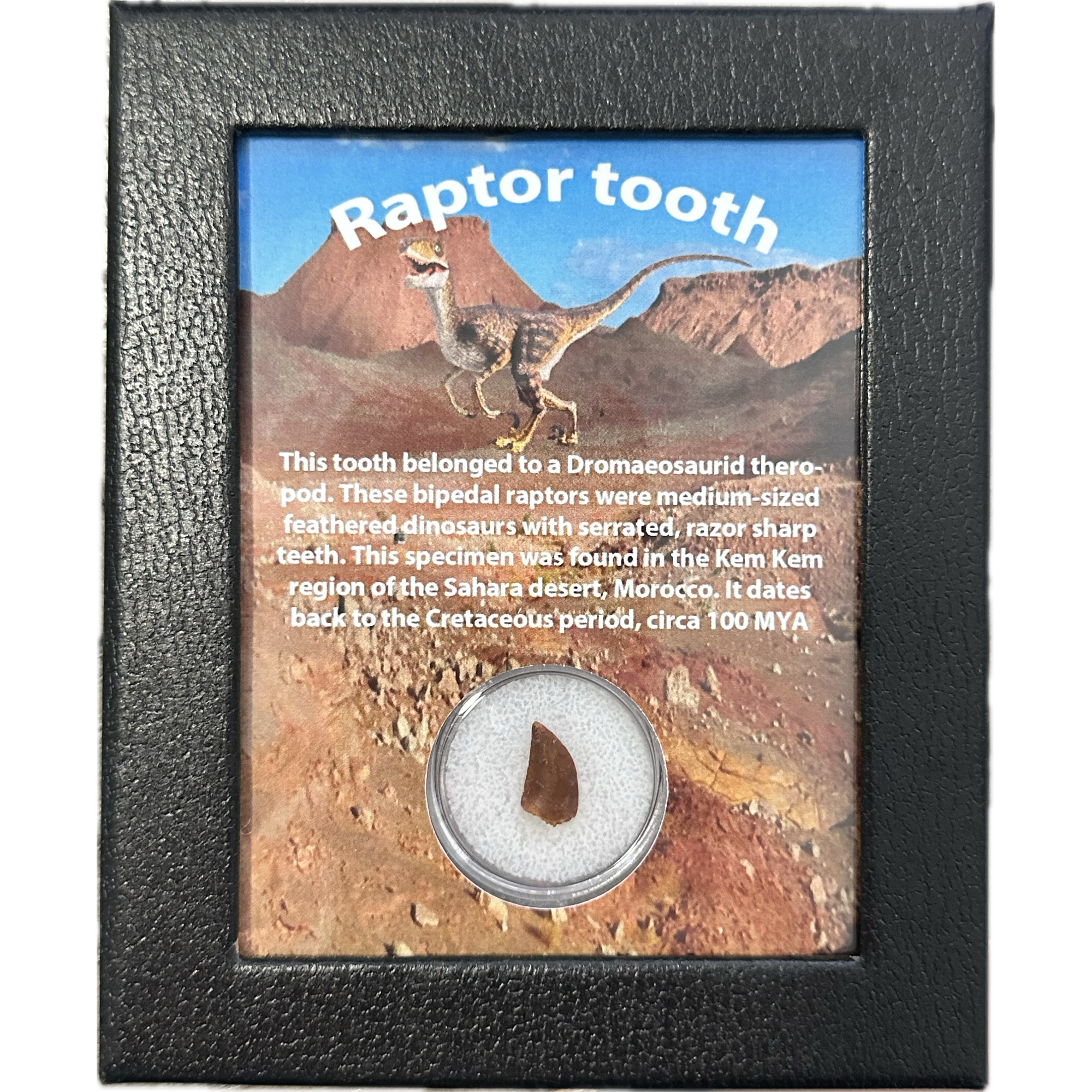 Raptor tooth, riker box display Prehistoric Online