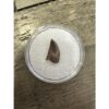 Raptor tooth, riker box display Prehistoric Online