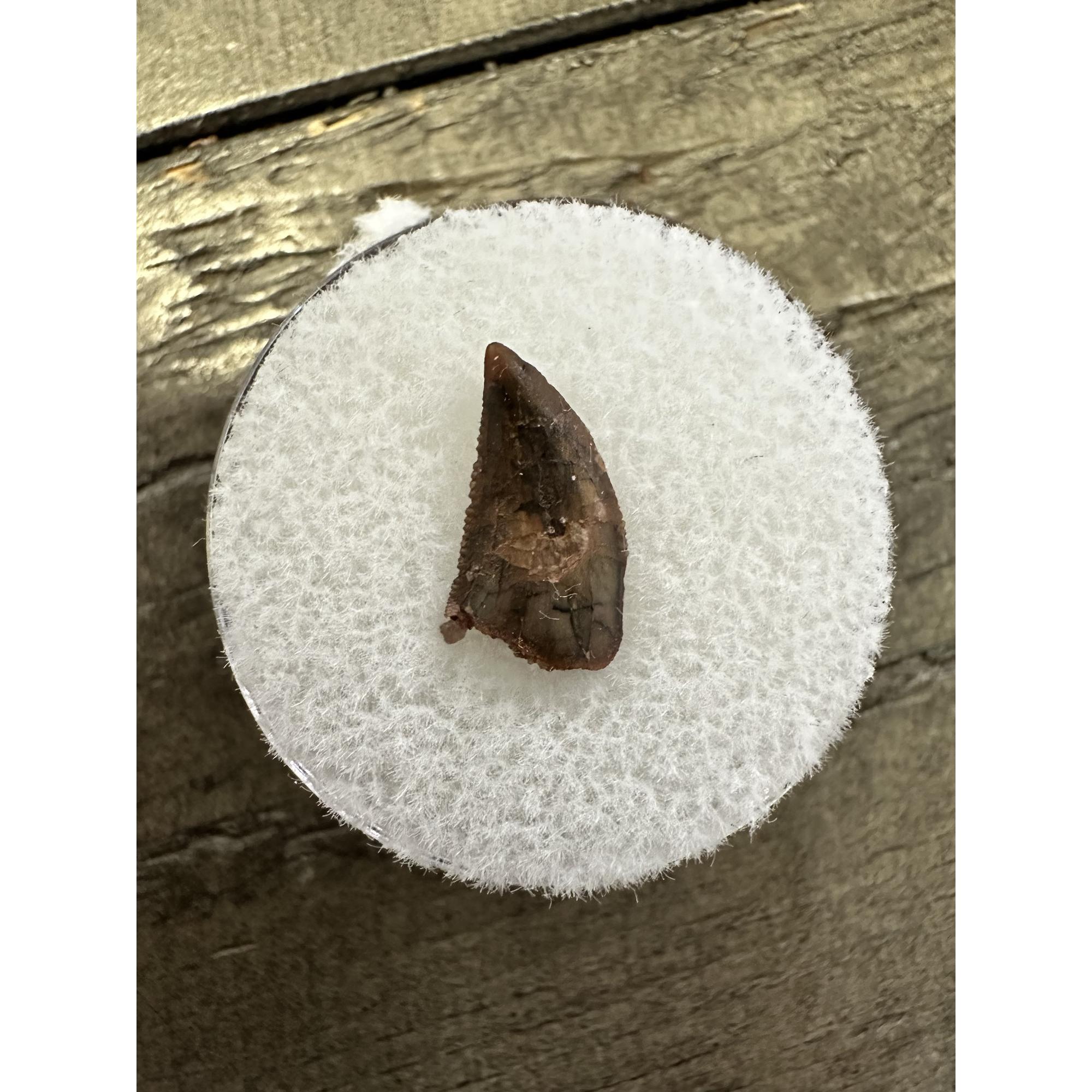 Raptor tooth, riker box display Prehistoric Online