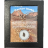 Raptor tooth, riker box display Prehistoric Online