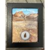 Raptor tooth, riker box display Prehistoric Online