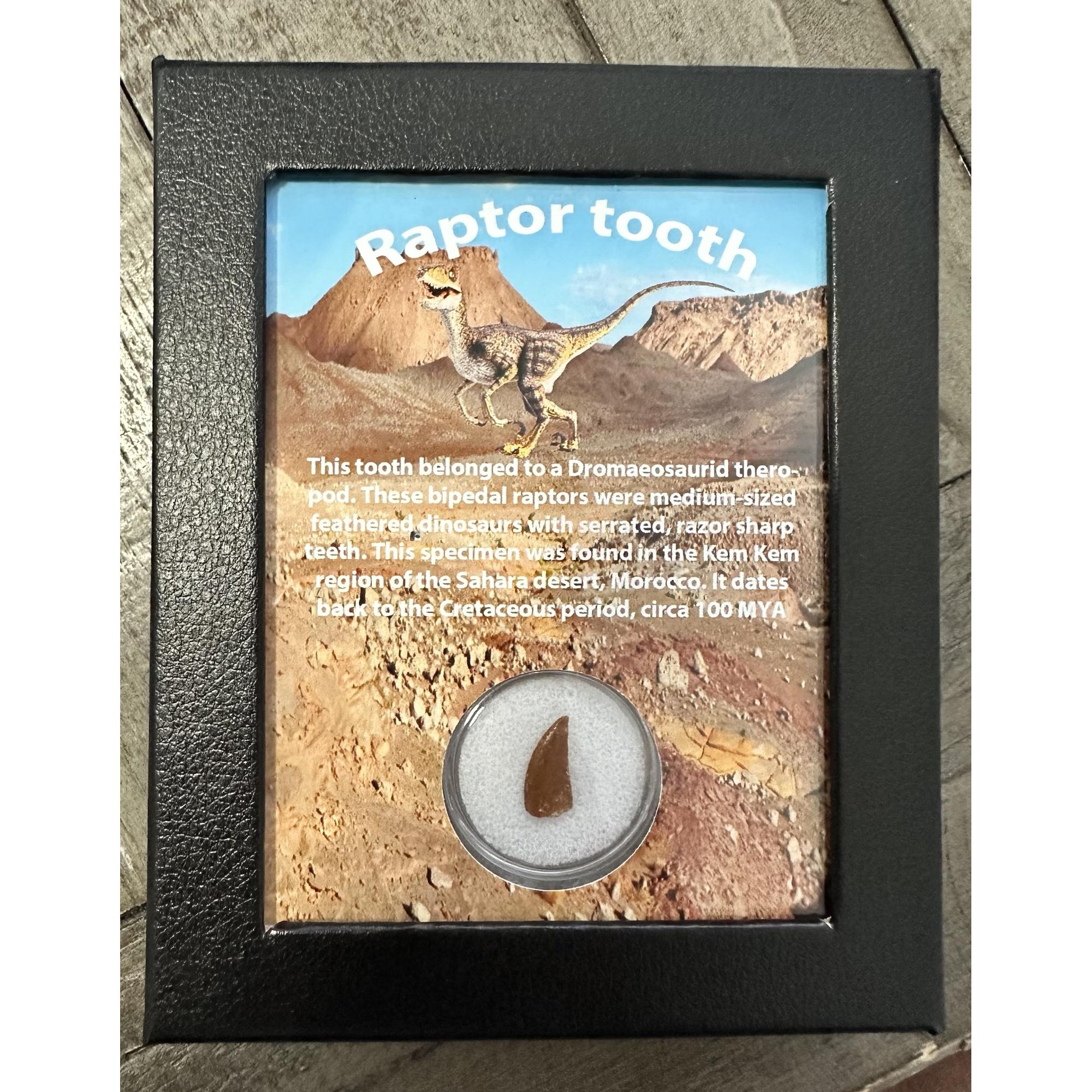 Raptor tooth, riker box display Prehistoric Online