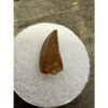 Raptor tooth, riker box display Prehistoric Online