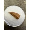 Raptor tooth, riker box display Prehistoric Online