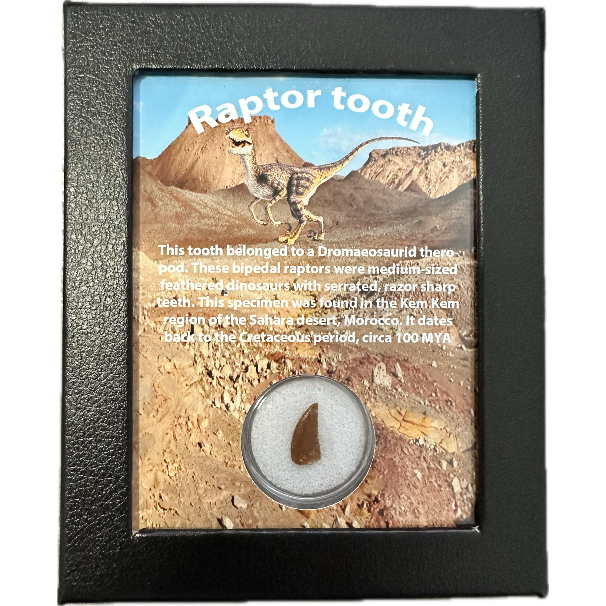 Raptor tooth, riker box display Prehistoric Online