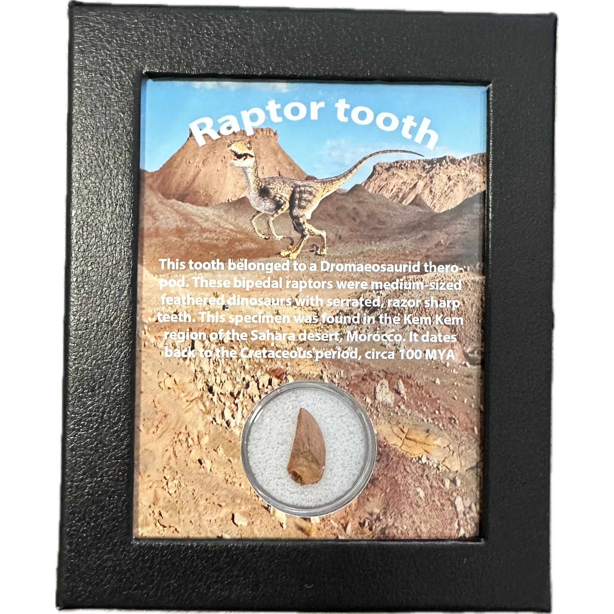 Raptor tooth, riker box display Prehistoric Online