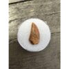 Raptor tooth, riker box display Prehistoric Online