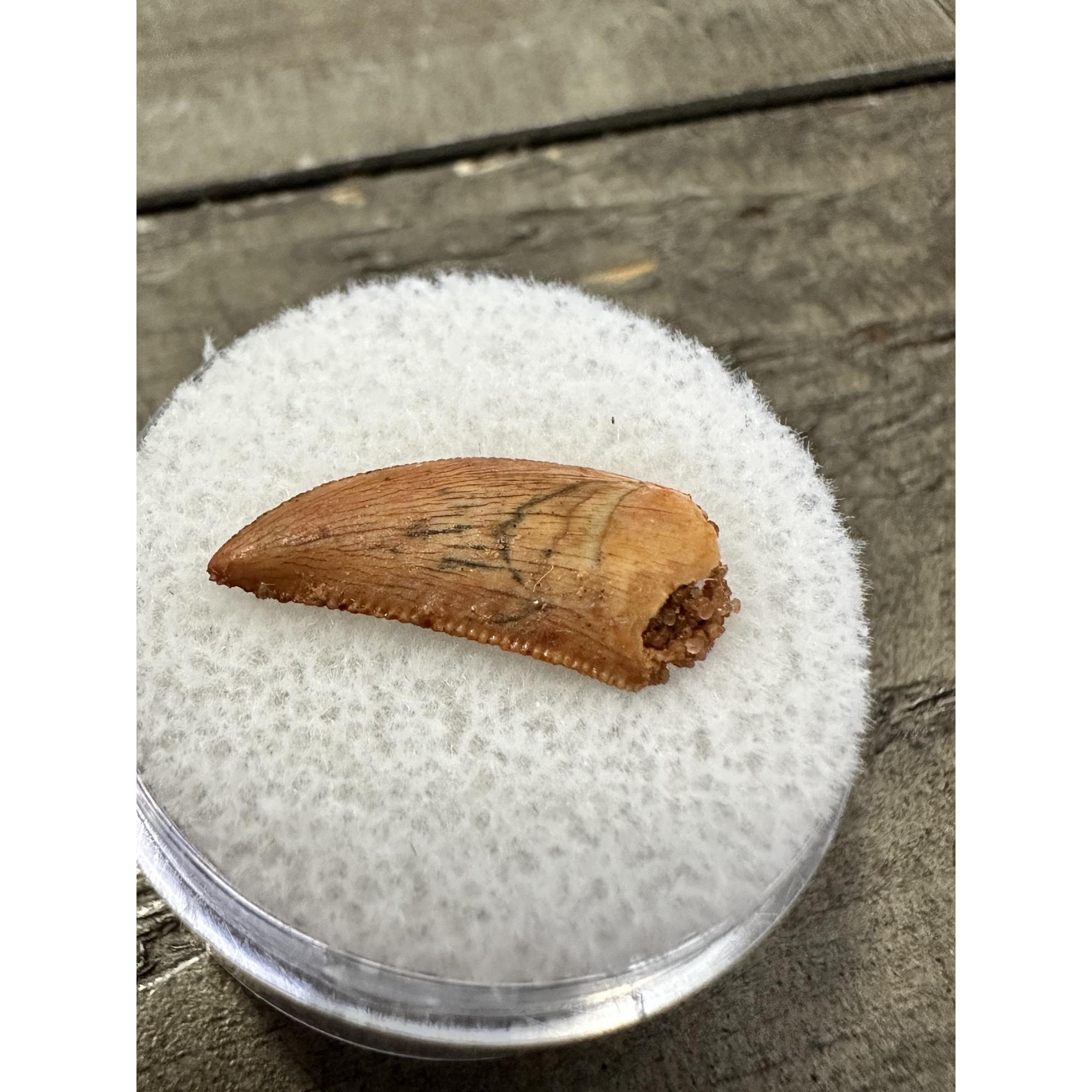 Raptor tooth, riker box display Prehistoric Online