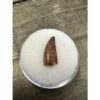 Raptor tooth, riker box display Prehistoric Online