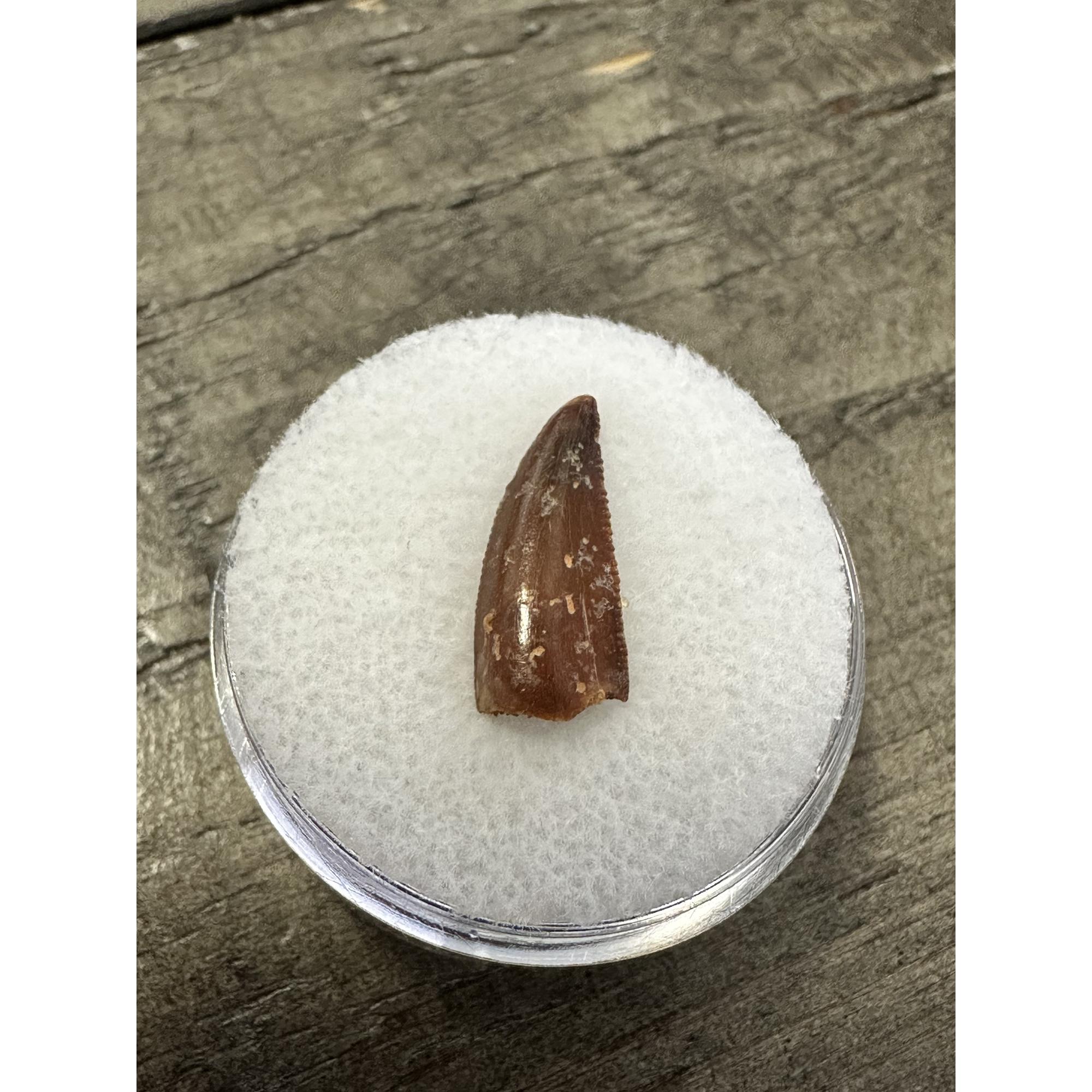 Raptor tooth, riker box display Prehistoric Online