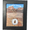 Raptor tooth, riker box display Prehistoric Online