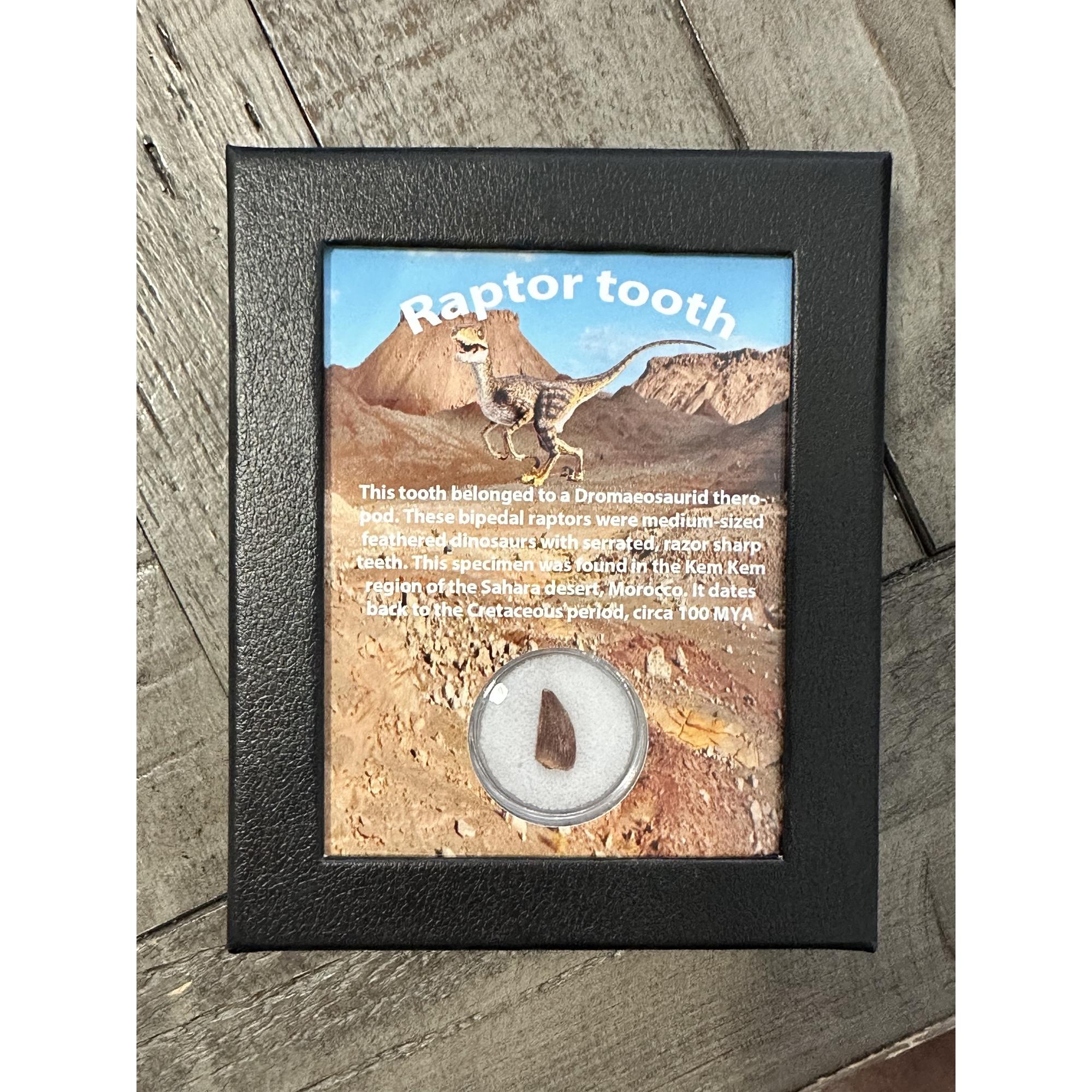 Raptor tooth, riker box display Prehistoric Online