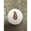 Raptor tooth, riker box display Prehistoric Online