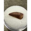 Raptor tooth, riker box display Prehistoric Online