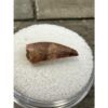 Raptor tooth, riker box display Prehistoric Online