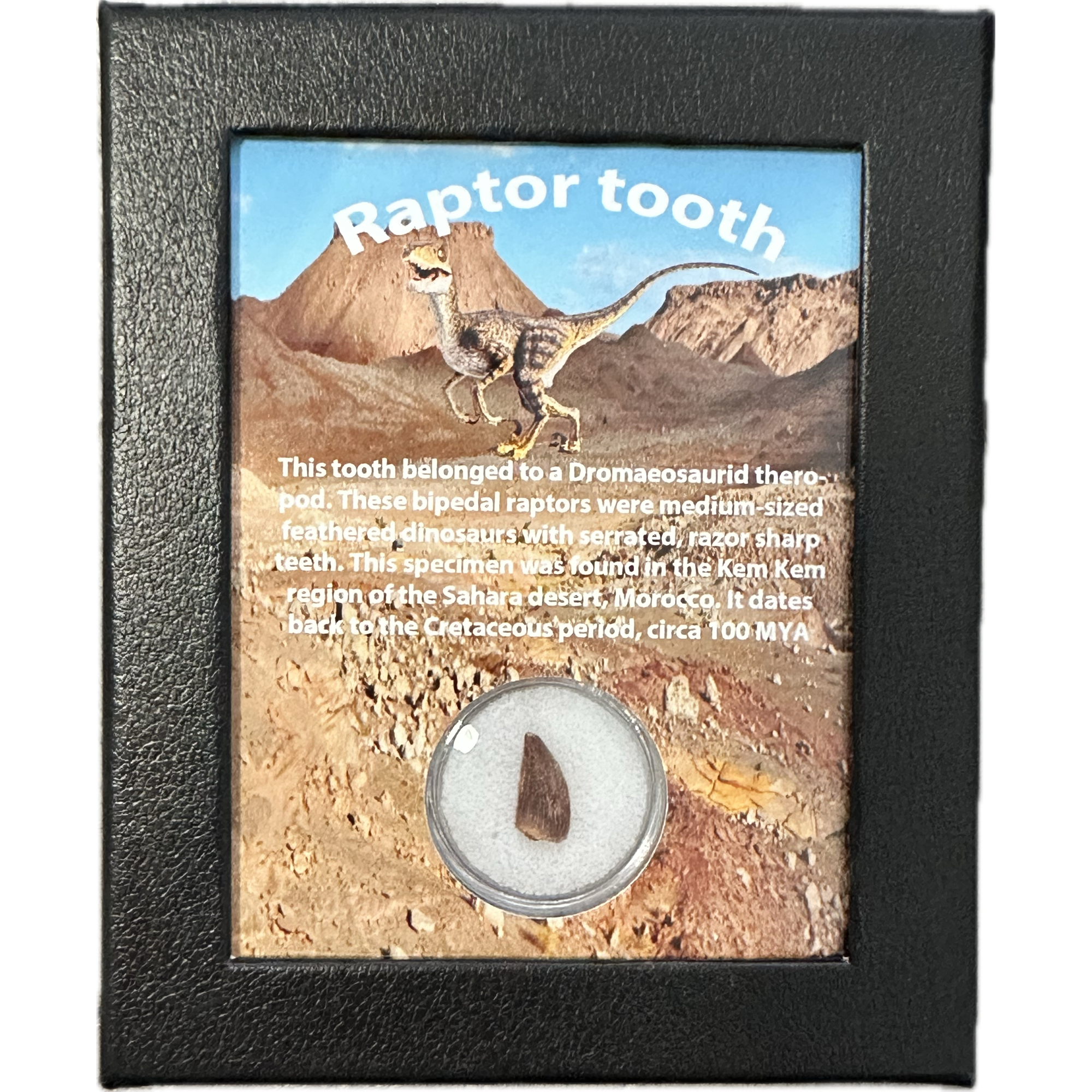 Raptor tooth, riker box display Prehistoric Online