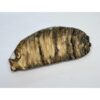 Woolly Mammoth Tooth slice Prehistoric Online