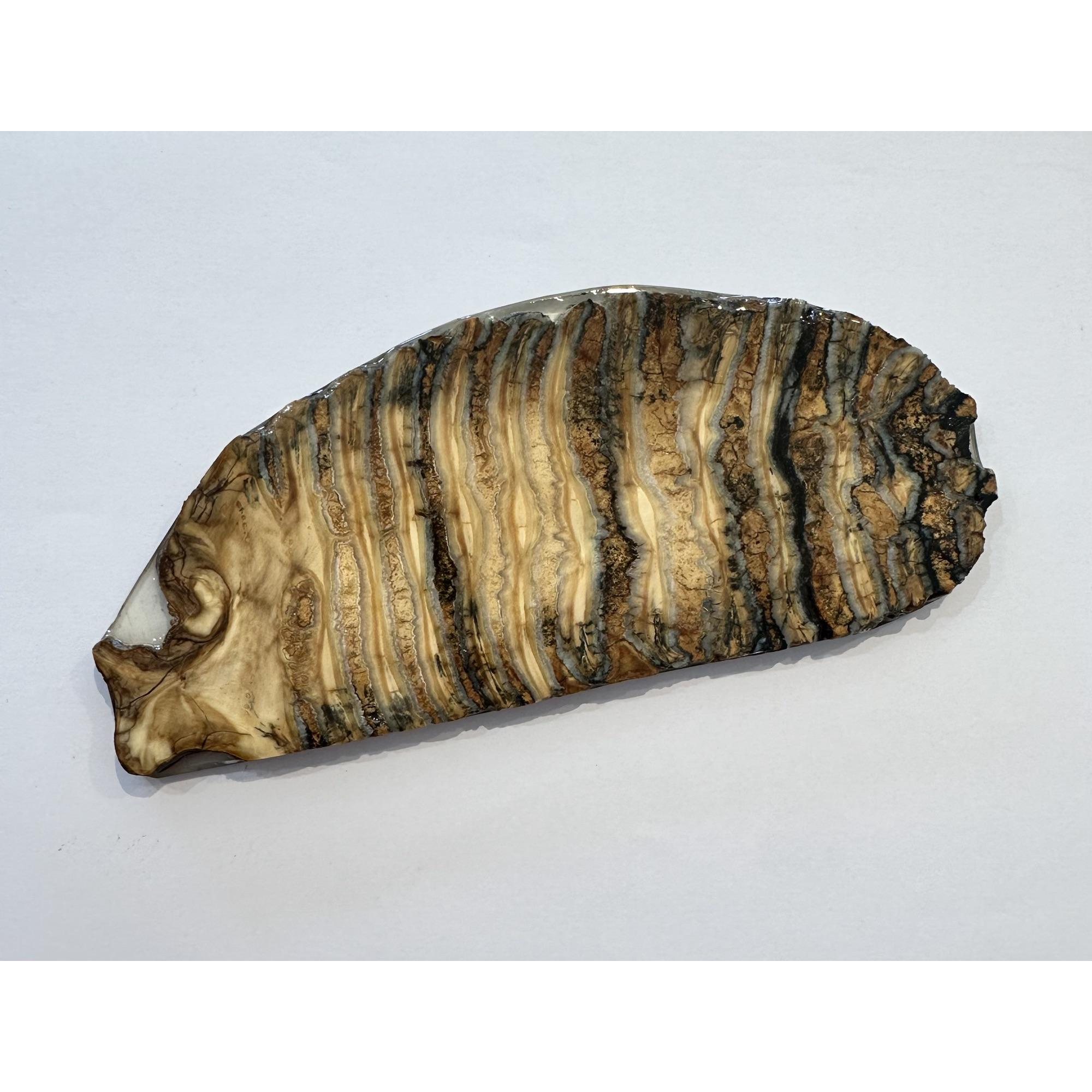 Woolly Mammoth Tooth slice Prehistoric Online