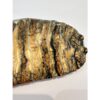 Woolly Mammoth Tooth slice Prehistoric Online